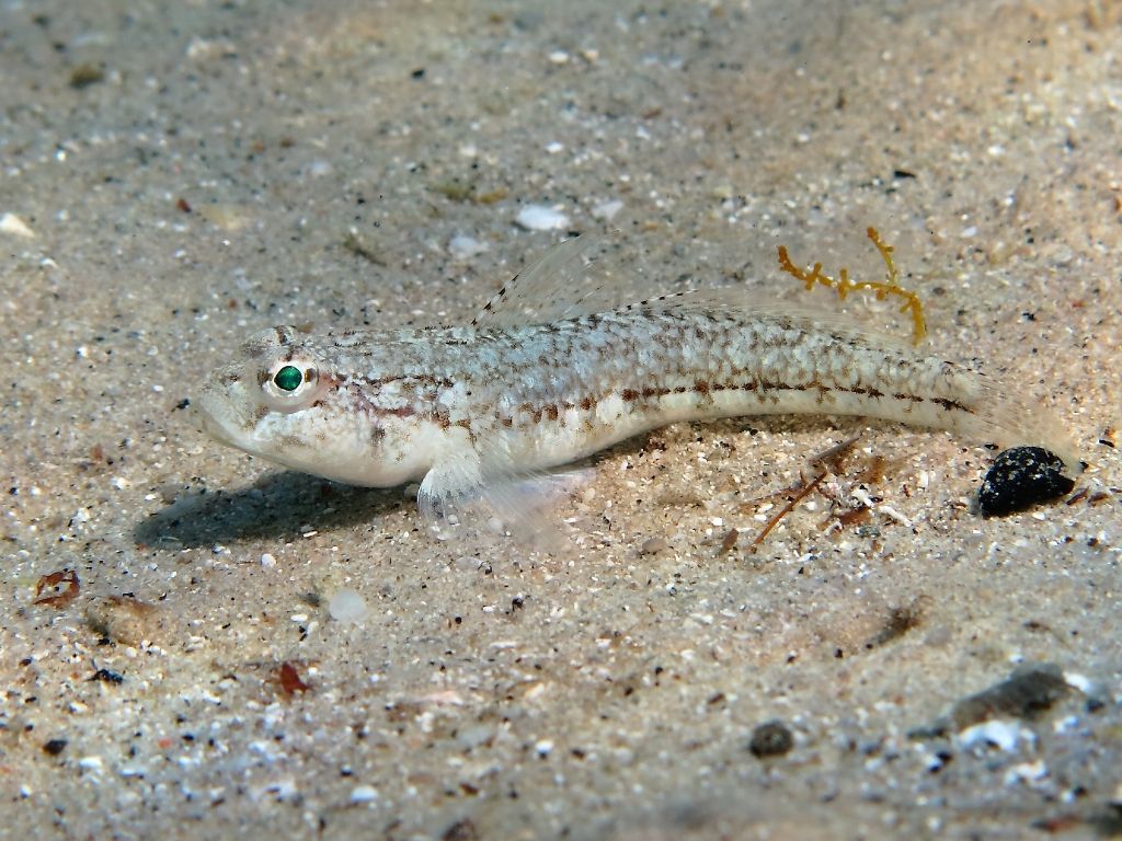 Gobius roulei dalla Sardegna
